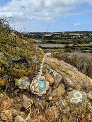 Dudleya pulverulenta