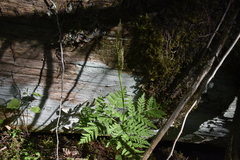 Botrypus virginianus