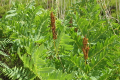 Osmunda regalis