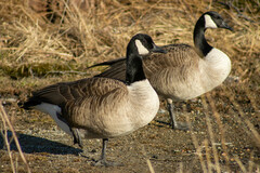 Branta canadensis parvipes