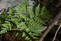 Botrypus virginianus