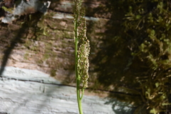 Botrypus virginianus