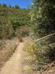 Eriophyllum confertiflorum