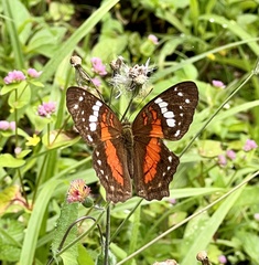 Anartia amathea