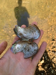 Potamilus fragilis