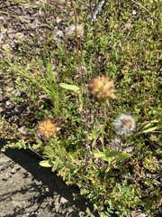 Gaillardia pulchella
