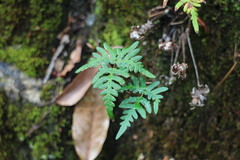 Aleuritopteris argentea