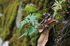 Aleuritopteris argentea