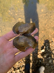 Potamilus fragilis