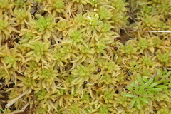 Sphagnum denticulatum