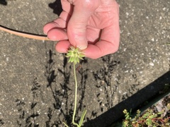 Gaillardia pulchella