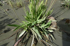 Pilosella novosibirskensis