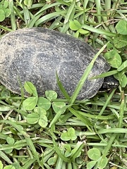 Sternotherus odoratus
