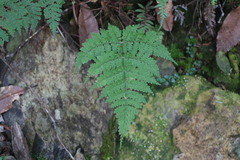 Dryopteris paleolata