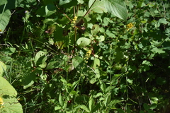Agrimonia striata