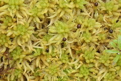 Sphagnum denticulatum
