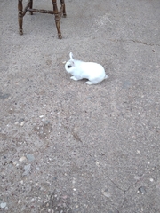 Oryctolagus cuniculus domesticus