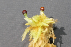 Sphagnum denticulatum