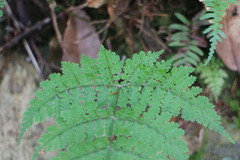 Dryopteris paleolata