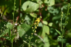 Agrimonia striata