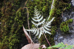 Aleuritopteris argentea