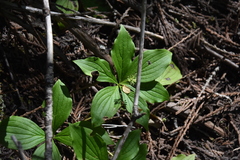 Arctocrania