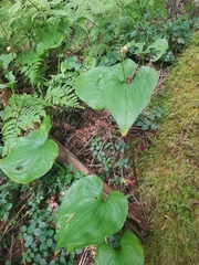 Maianthemum dilatatum
