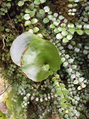 Hymenophyllum nephrophyllum