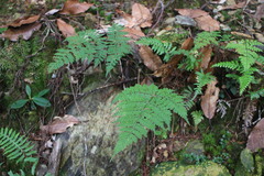 Dryopteris paleolata