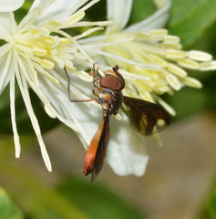Ocyptamus fuscipennis
