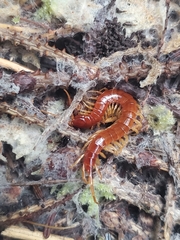 Lithobiomorpha