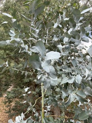 Eucalyptus cinerea