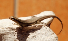 Trachylepis wahlbergii