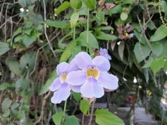 Thunbergia grandiflora image