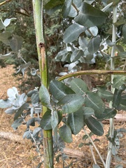 Eucalyptus cinerea