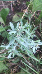 Gnaphalium uliginosum