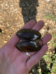 Sagittunio subrostratus