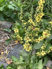 Verbascum