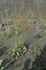 Pilosella novosibirskensis