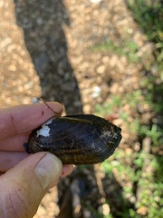 Sagittunio subrostratus