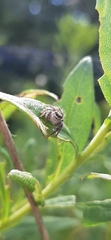 Salticidae