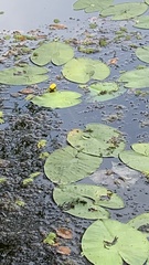 Nuphar lutea