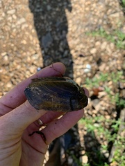 Sagittunio subrostratus