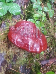 Ganoderma