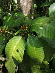 Psychotria limonensis
