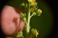 Agrimonia striata