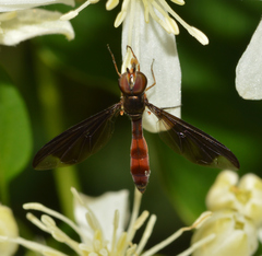 Ocyptamus fuscipennis
