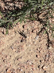 Trimerotropis pallidipennis