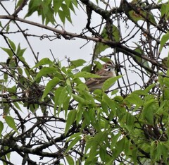 Chondestes grammacus