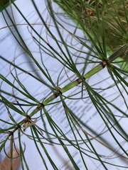 Equisetum telmateia